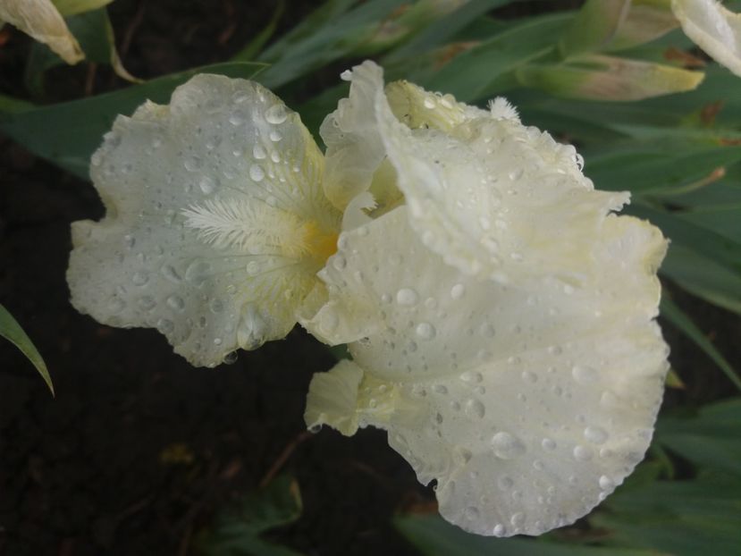  - Primavara lui 2020