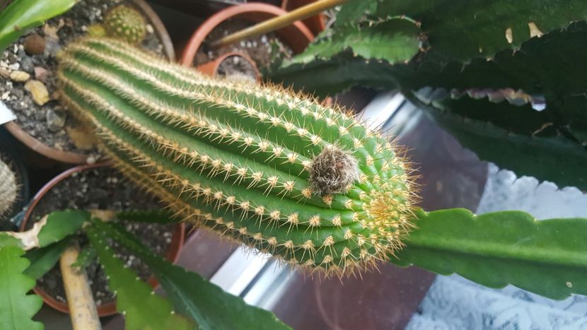 Trichocereus - Cactus 2020