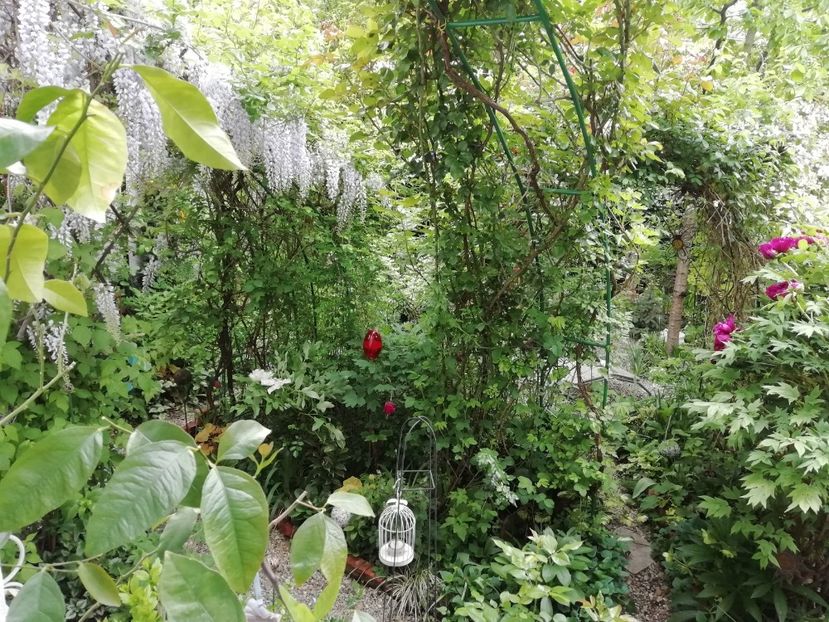  - Grădina 2020 continuare 1