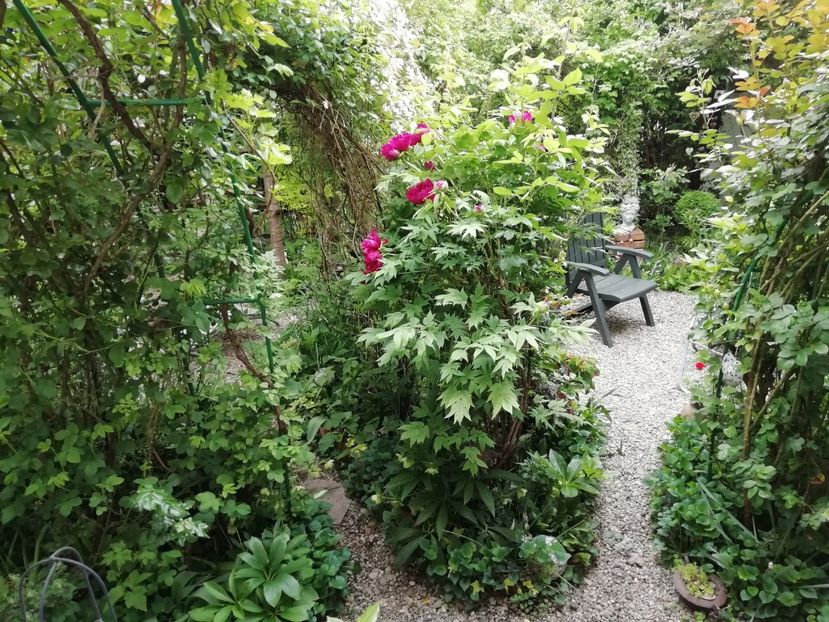  - Grădina 2020 continuare 1