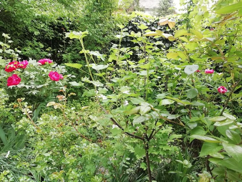  - Grădina 2020 continuare 1