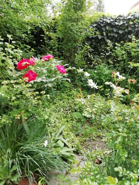  - Grădina 2020 continuare 1