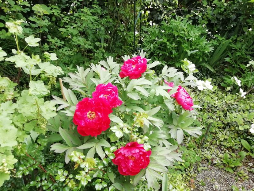  - Grădina 2020 continuare 1