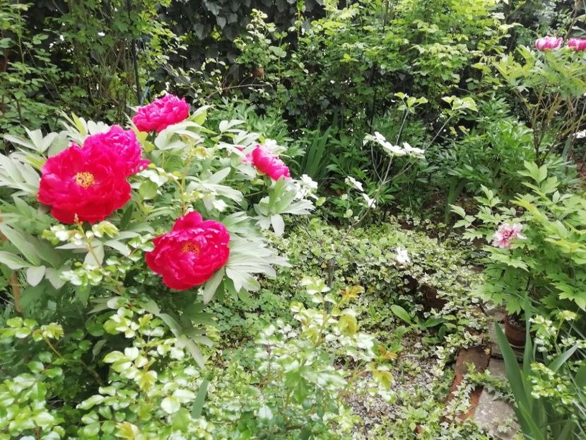  - Grădina 2020 continuare 1