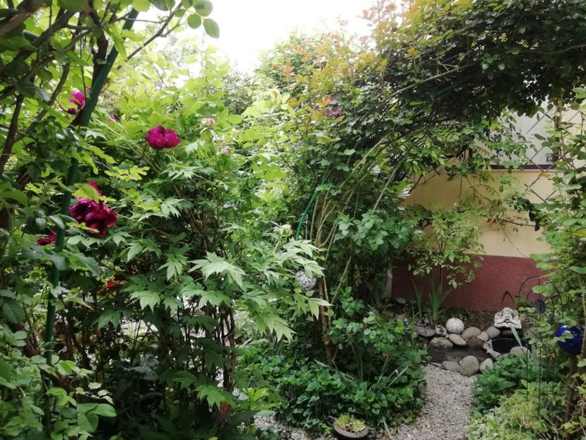  - Grădina 2020 continuare 1