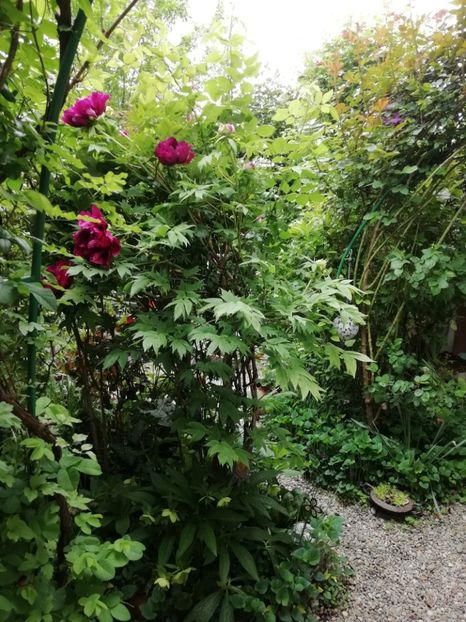  - Grădina 2020 continuare 1