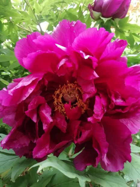  - Grădina 2020 continuare 1