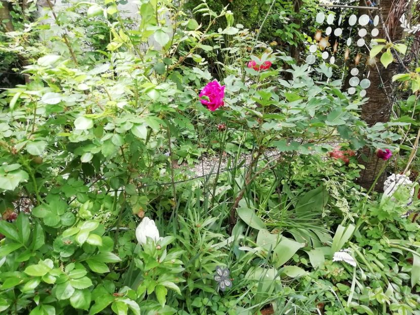  - Grădina 2020 continuare 1