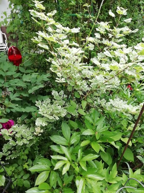  - Grădina 2020 continuare 1