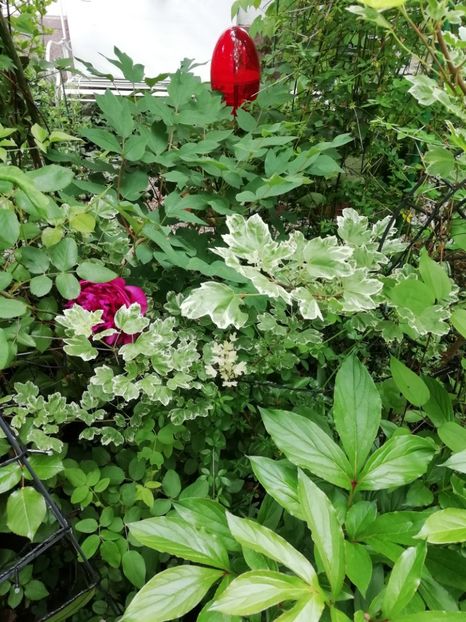  - Grădina 2020 continuare 1