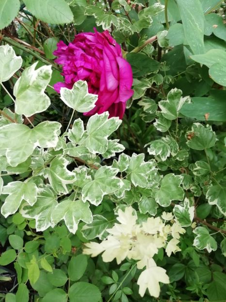  - Grădina 2020 continuare 1