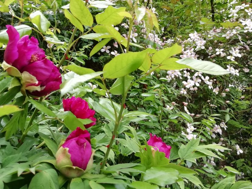  - Grădina 2020 continuare 1