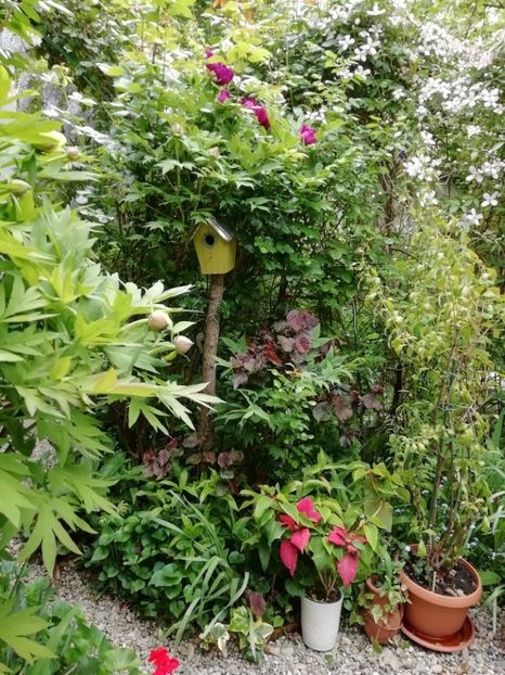  - Grădina 2020 continuare 1