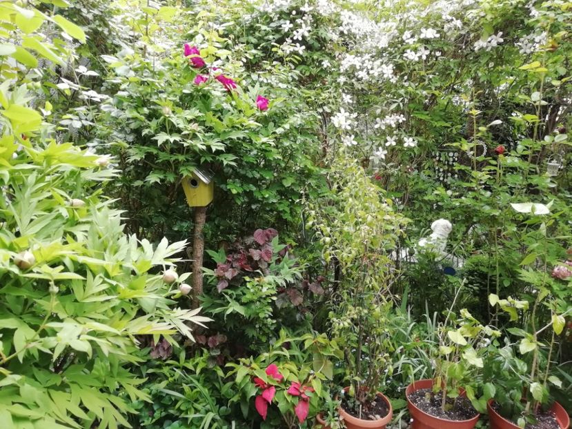  - Grădina 2020 continuare 1