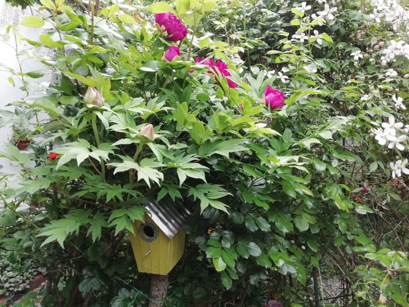  - Grădina 2020 continuare 1