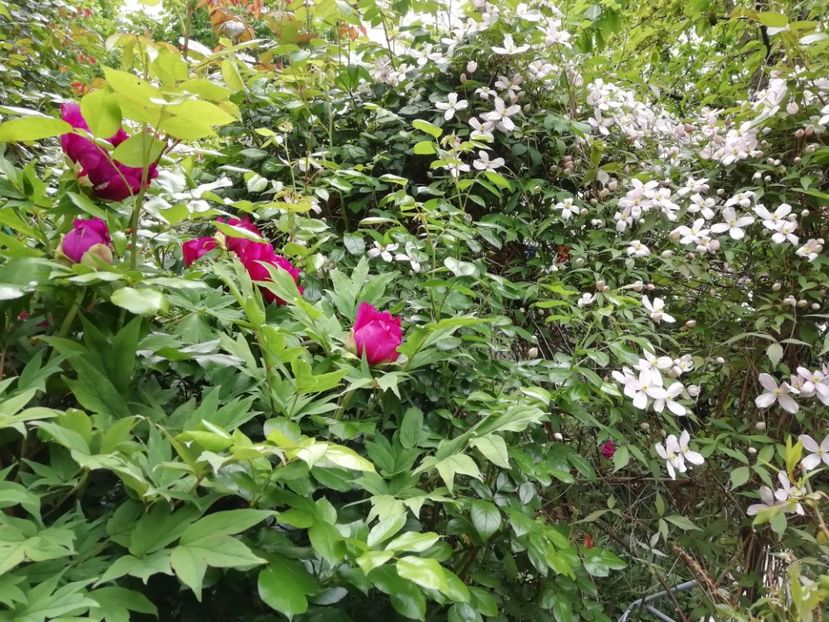  - Grădina 2020 continuare 1