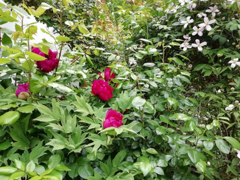  - Grădina 2020 continuare 1