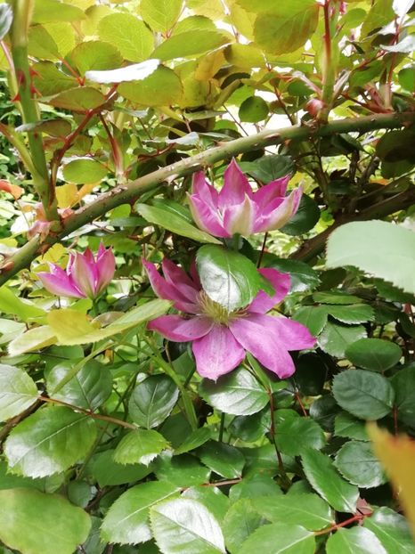  - Grădina 2020 continuare 1