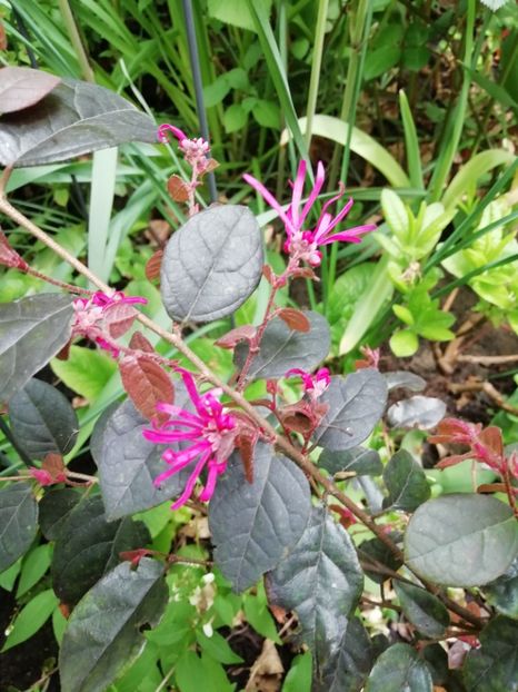  - Grădina 2020 continuare 1