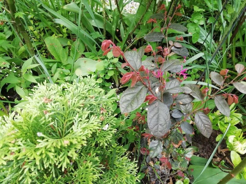  - Grădina 2020 continuare 1