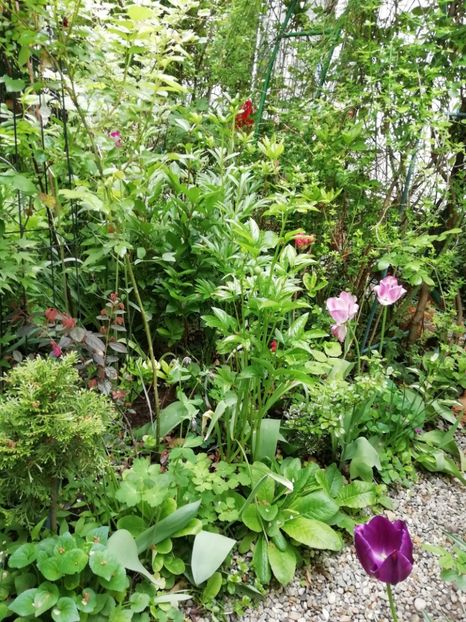  - Grădina 2020 continuare 1