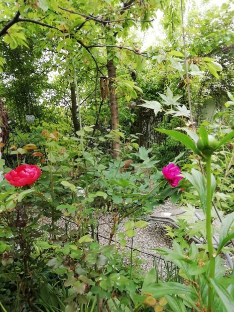  - Grădina 2020 continuare 1