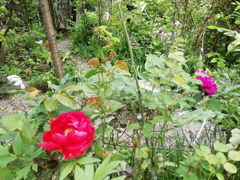  - Grădina 2020 continuare 1