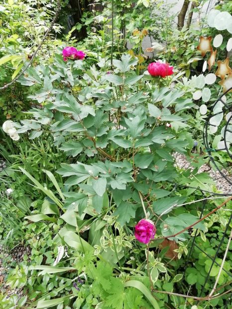  - Grădina 2020 continuare 1