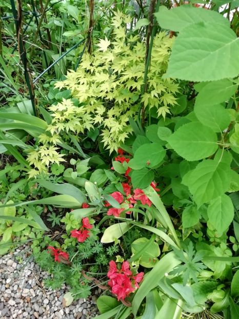  - Grădina 2020 continuare 1