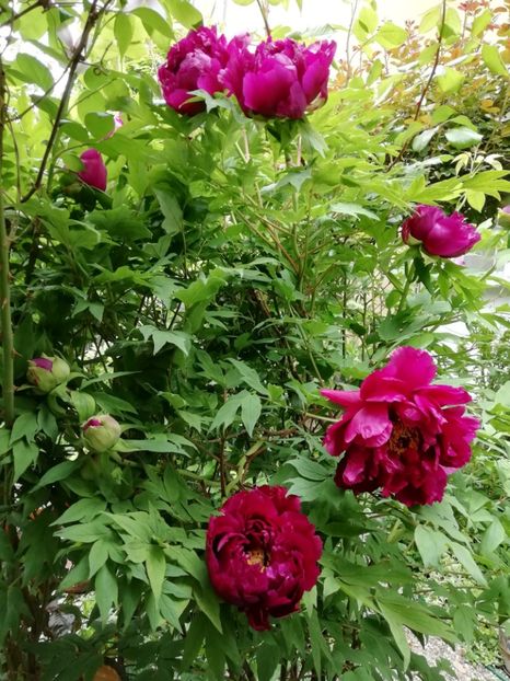  - Grădina 2020 continuare 1