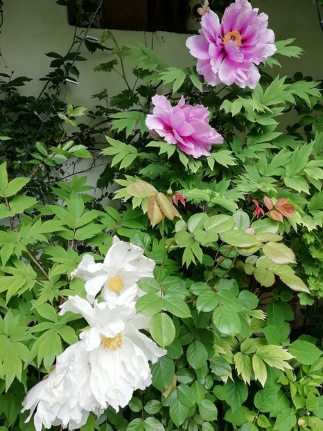  - Grădina 2020 continuare 1