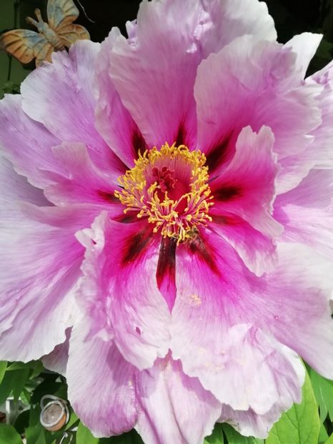  - Grădina 2020 continuare 1