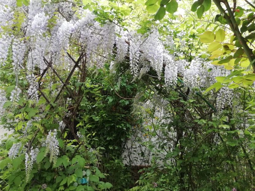  - Grădina 2020 continuare 1