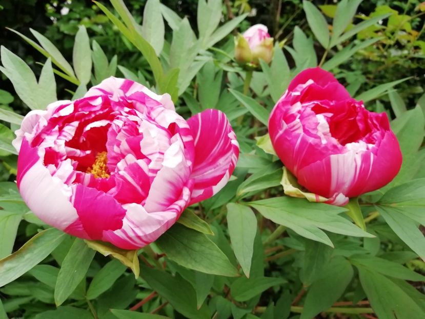 Dao Jin, cu dungi - Bujori