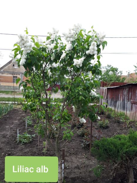 Alb 3 Mai 2020 - Plante de Gradina