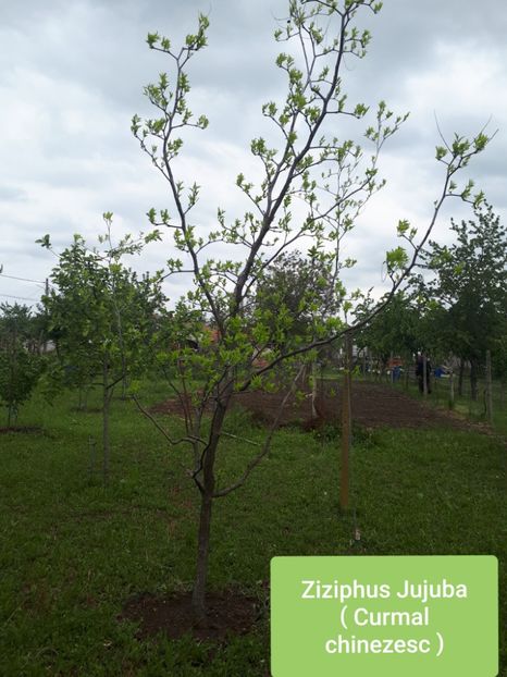 Curmal 3 Mai 2020 - Curmal chinezesc ziziphus jujuba