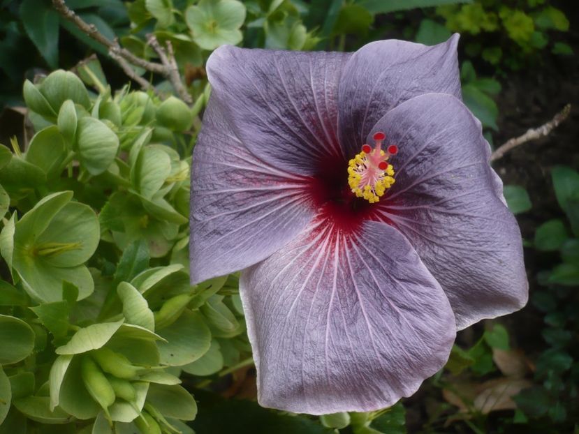 P1430789 - HIBISCUSI 2020-1