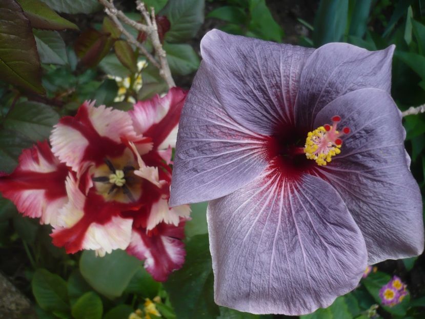 P1430790 - HIBISCUSI 2020-1