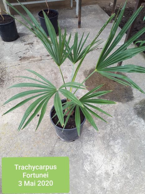 Palmier blanos - Trachycarpus fortunei
