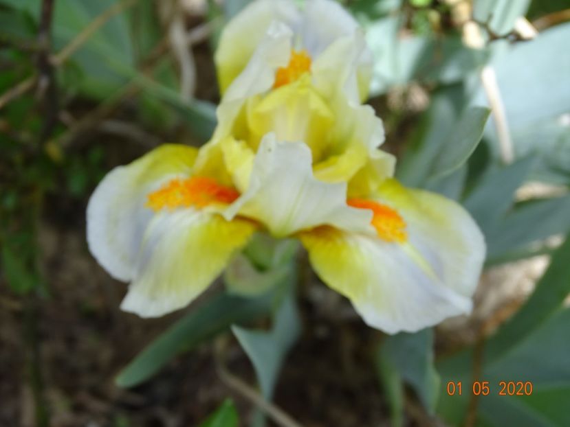 Spring in Prague - Irisi si bujori 2020