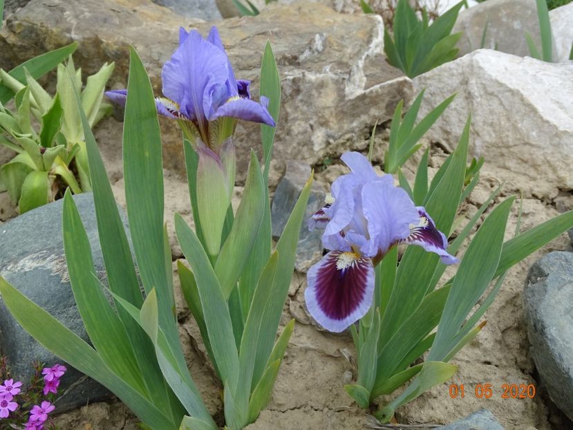 Earth and Sky - Irisi si bujori 2020