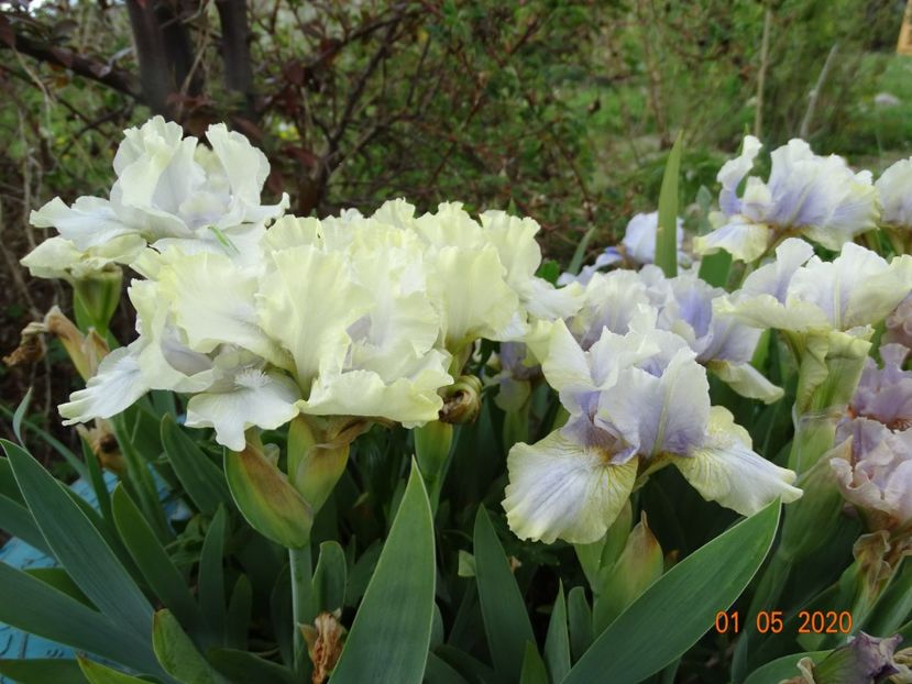 Plenitude si Summoned Spirit - Irisi si bujori 2020