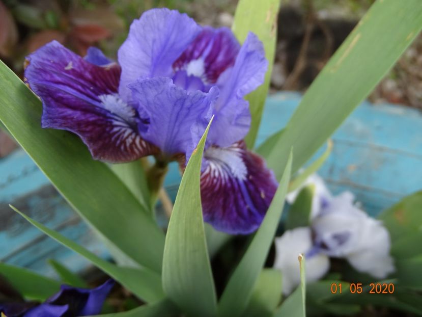 Last Warrior - Irisi si bujori 2020