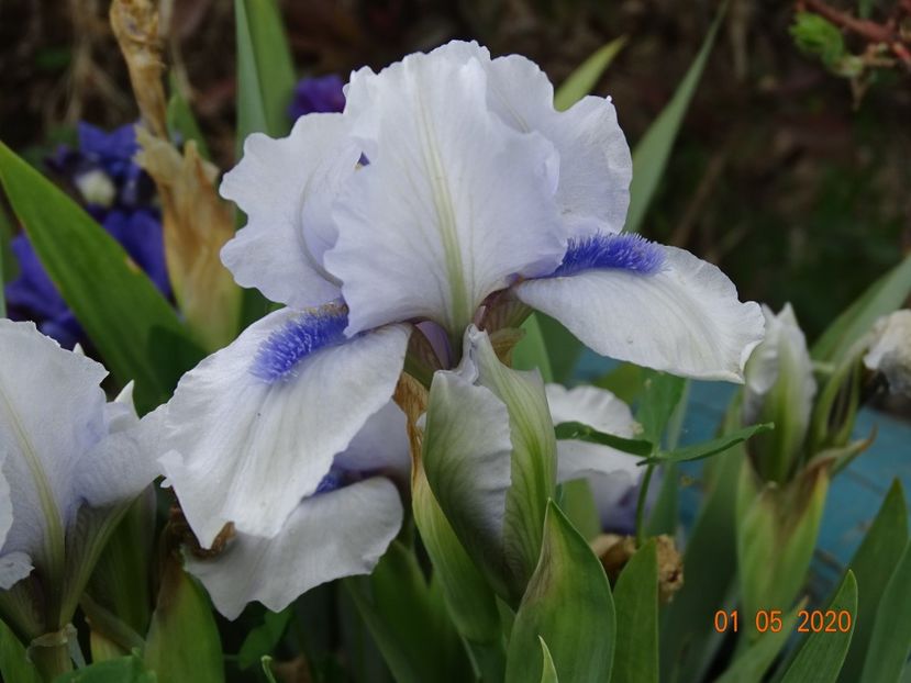 Forever Blue - Irisi si bujori 2020