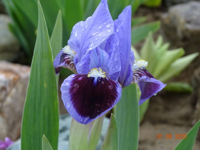 Earth and Sky - Irisi si bujori 2020