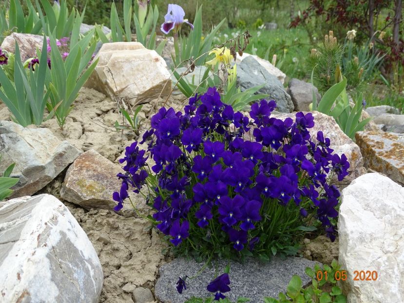 viola calcarata - Stancarie 2020 - inceputuri