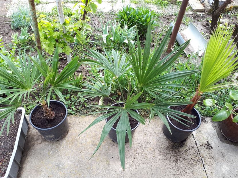 3 Mai 2020 - Trachycarpus fortunei