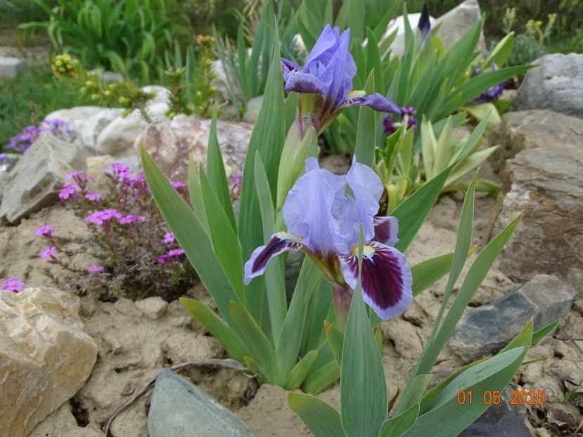 iris pumila Earth and Sky - Stancarie 2020 - inceputuri