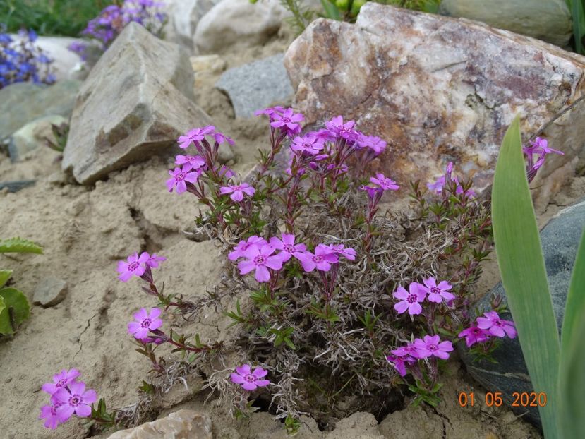 phlox subulata Zwergenteppich - Stancarie 2020 - inceputuri