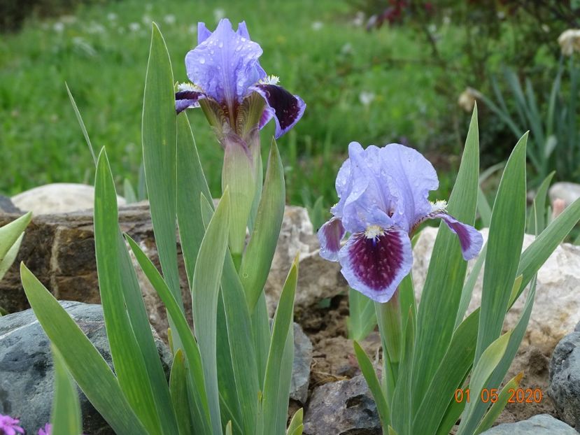 iris pumila Earth and Sky - Stancarie 2020 - inceputuri